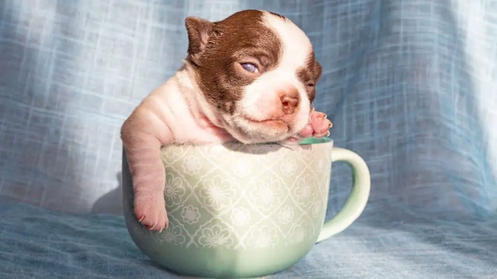 tiny teacup Chihuahua