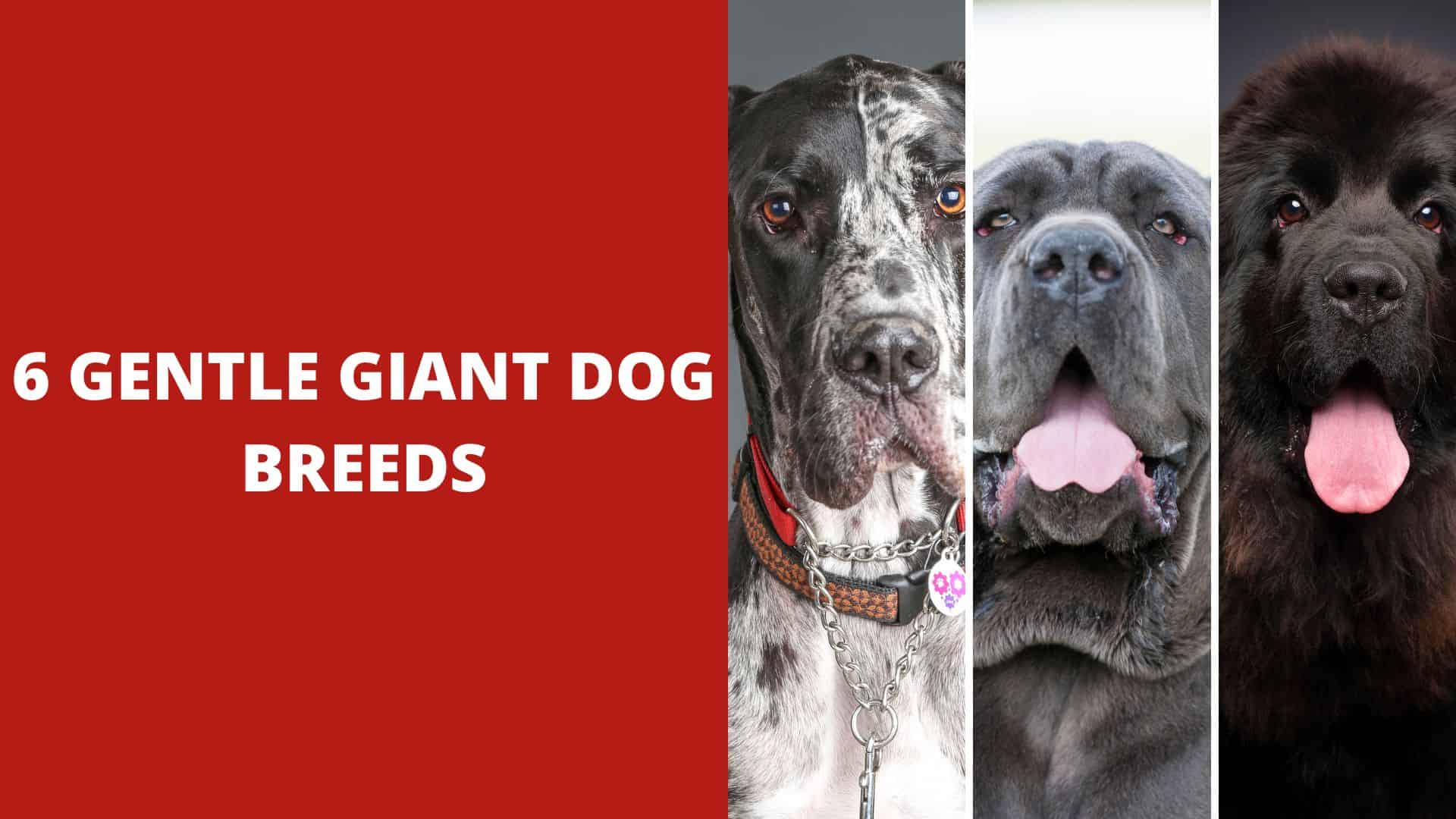 6 Gentle Giant Dog Breeds – Best Info Guide