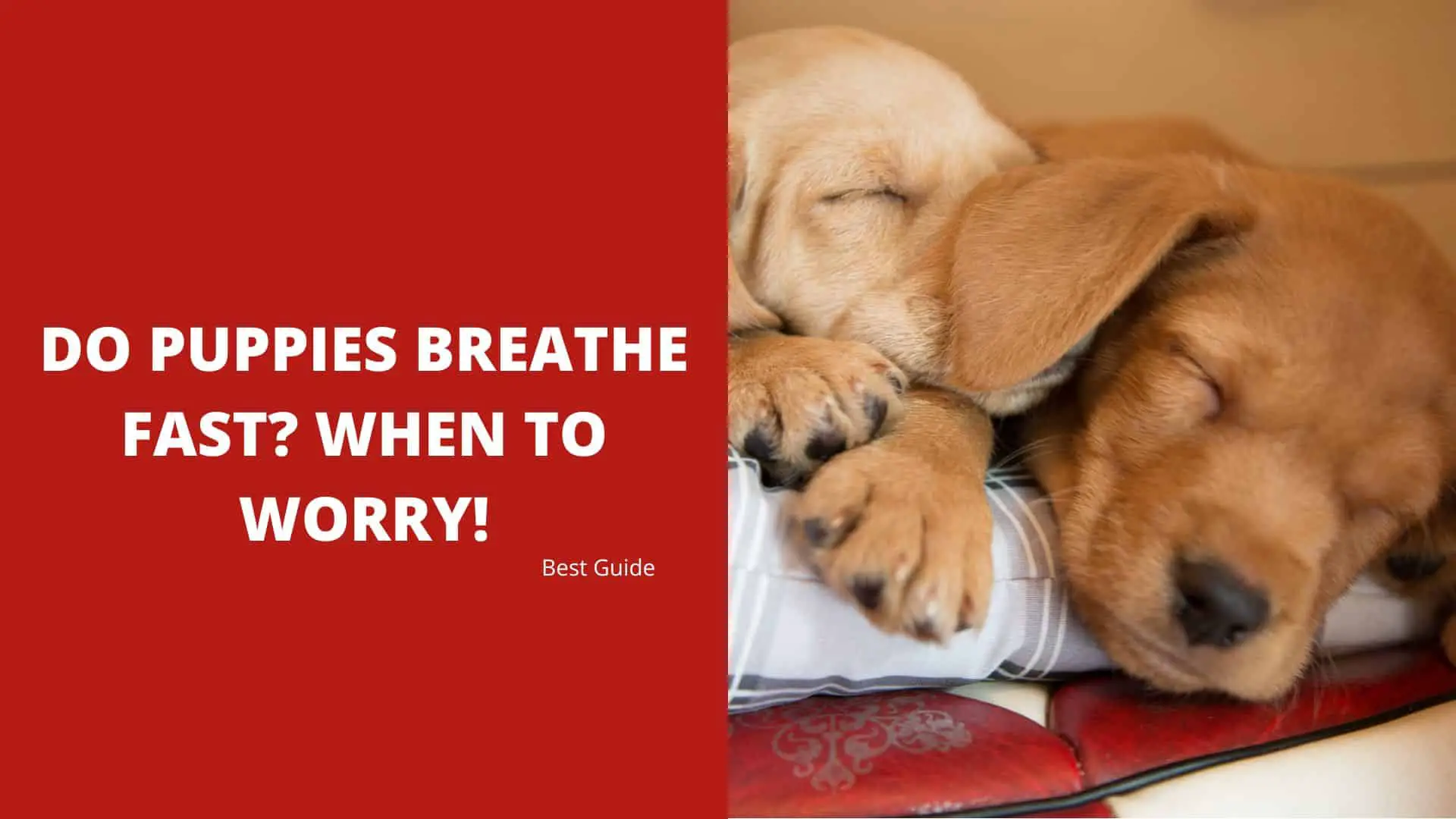 Do Puppies Breathe Fast? When To Worry! Best Guide 2022