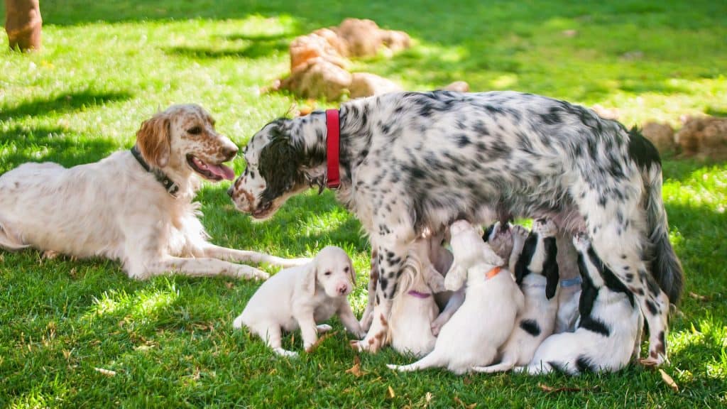 Does a 5-Week-Old Puppy Still Need Milk?