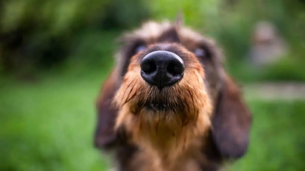 Dog Dry Nose Treatment and Prevention - Why Is My Puppy's Nose Dry