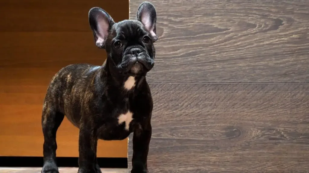 How to Treat French Bulldog Ear Infection - 10 Signs of Infection 2 Home Remedies for Dog Ear Infections
