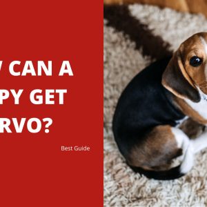 How Can a Puppy Get Parvo Best Guide