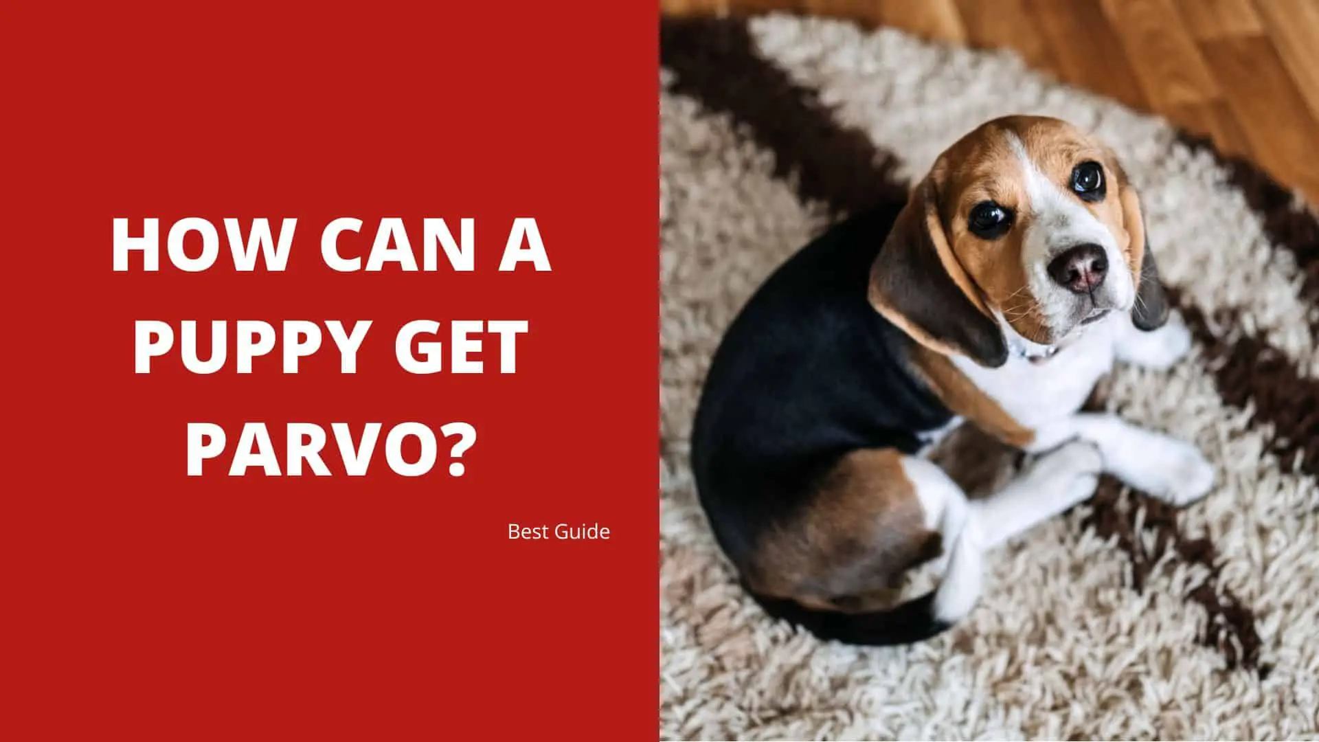 How Can a Puppy Get Parvo? Best Guide 2022