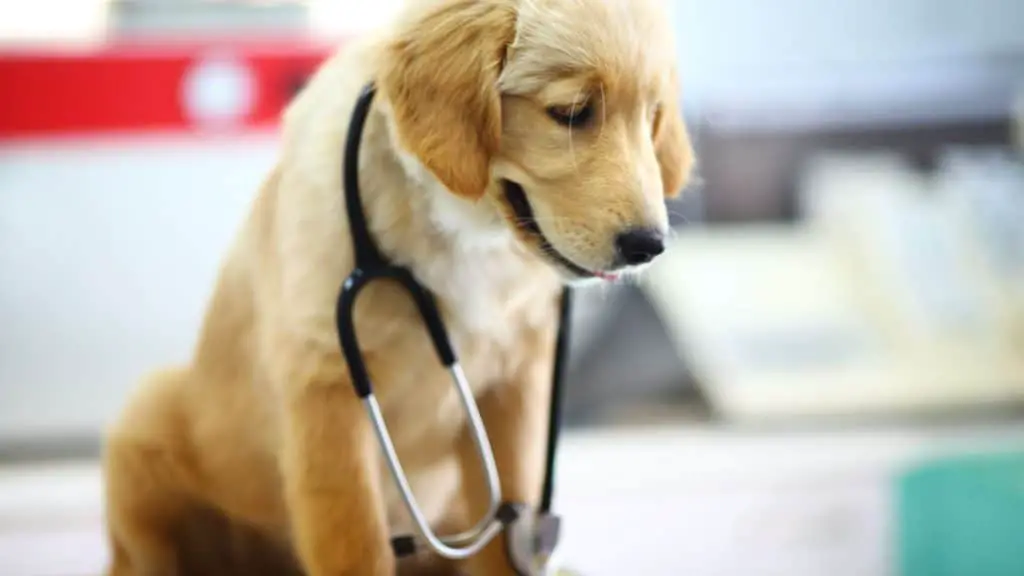 How Can a Veterinarian Diagnose a Dog's Breathing Problems?