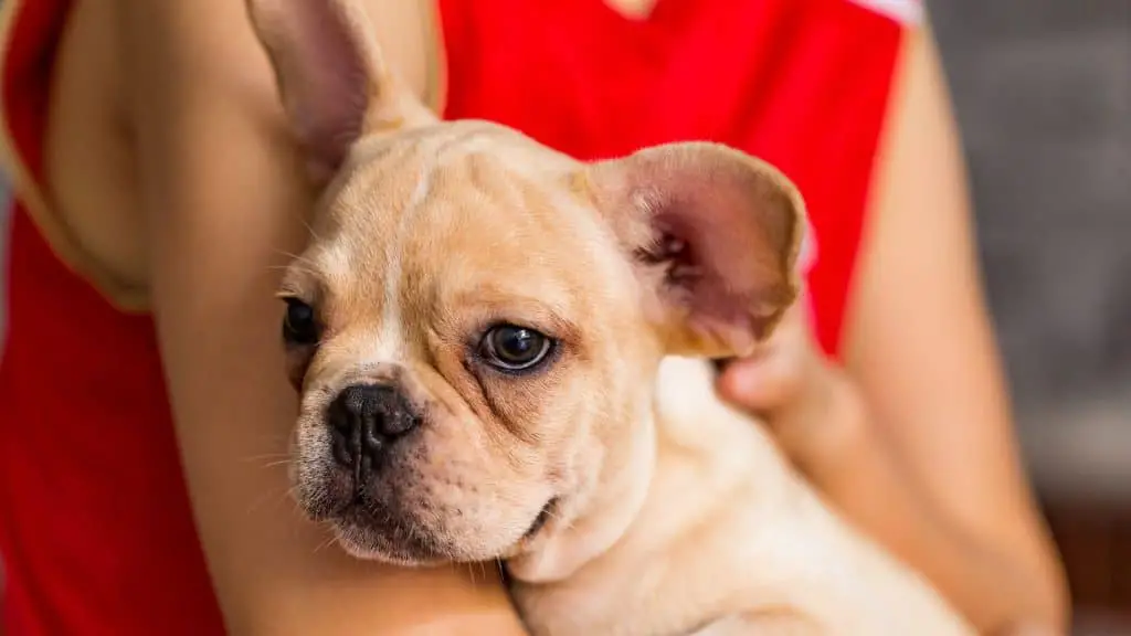 How Do I Know if My French Bulldog Has an Ear Infection?