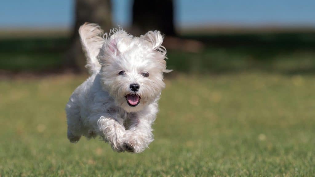 How Much Are Teacup Maltese Puppies