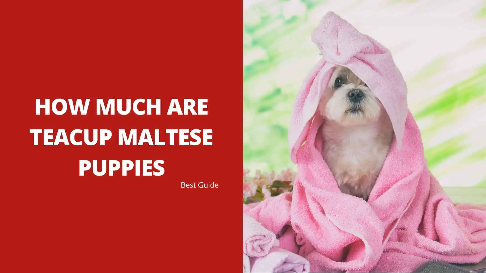 How Much Are Teacup Maltese Puppies – Best Guide 2022