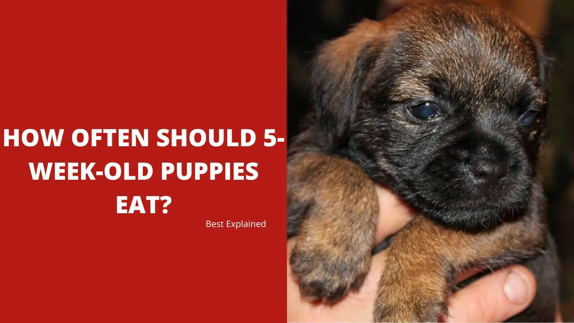 How Often Should 5-Week-Old Puppies Eat? – Best Explained