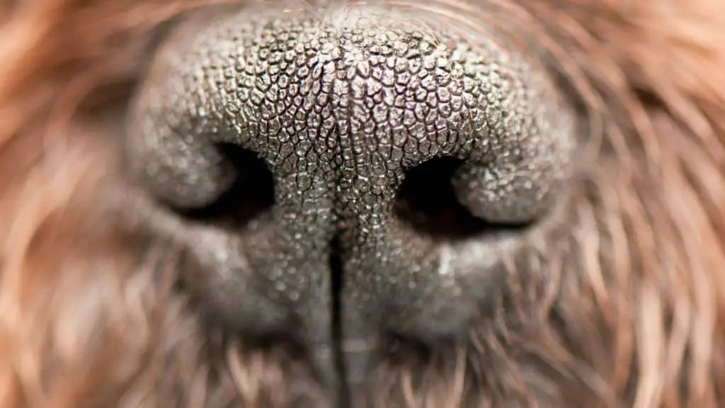 How to Keep Your Dog's Nose Moisturized