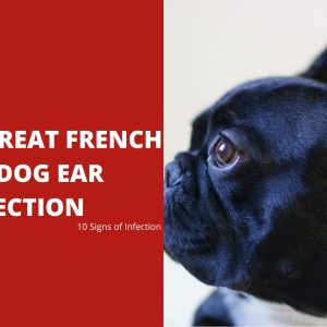 How to Treat French Bulldog Ear Infection - 10 Signs of Infection