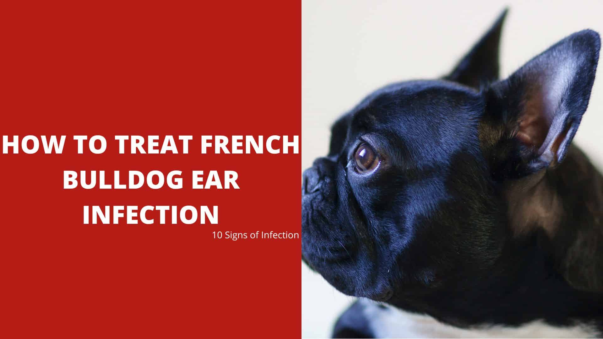 How to Treat French Bulldog Ear Infection – 10 Signs of Infection