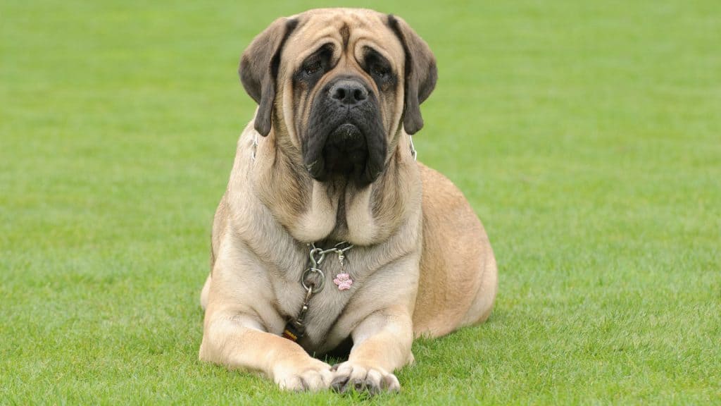 Mastiff