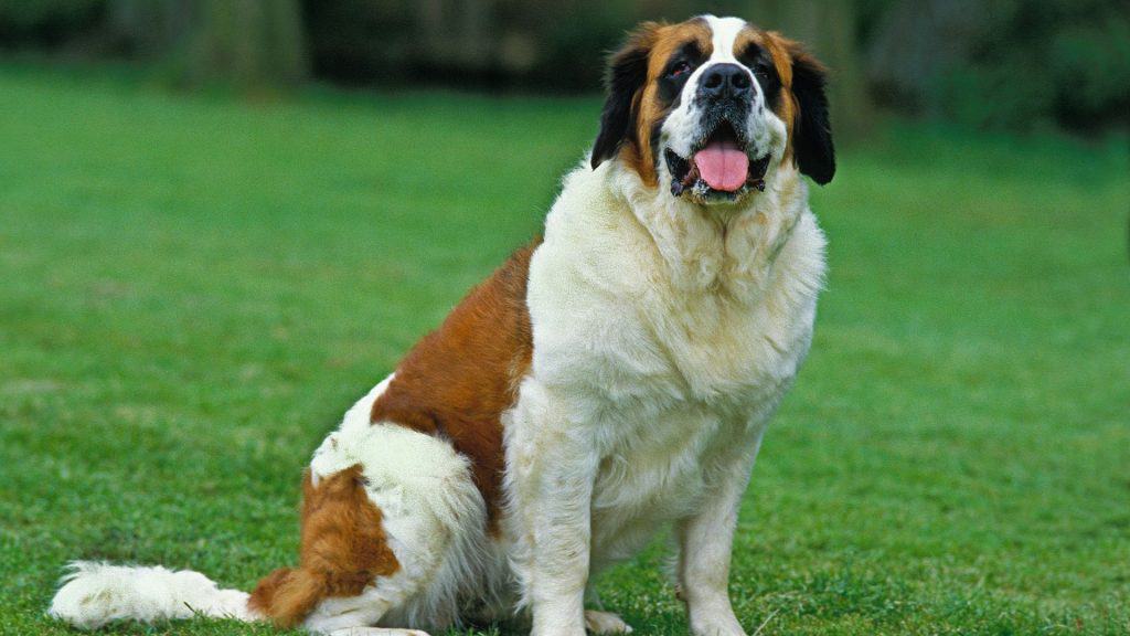 Saint Bernards