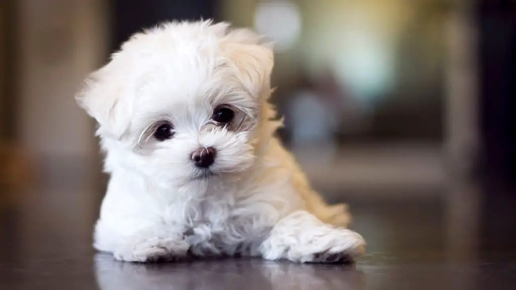 The Benefits Of Owning A Teacup Maltese Puppy