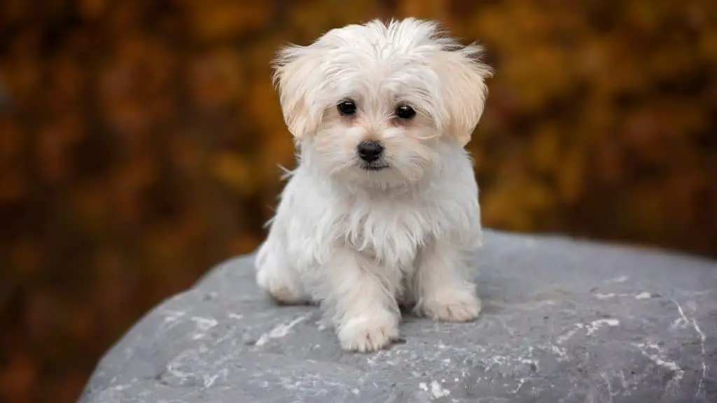 Training Tips for Teacup Maltese Puppies