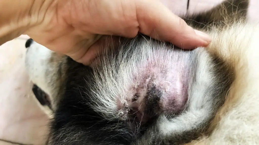 What Causes Ear Infections in Dogs?