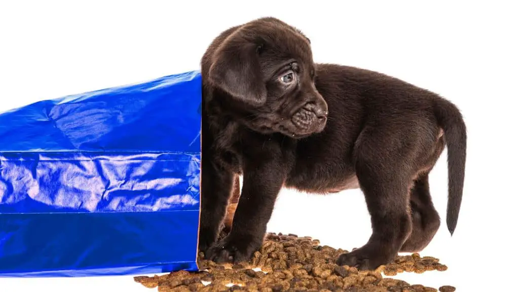 What Is the General Guideline for Feeding Puppies?