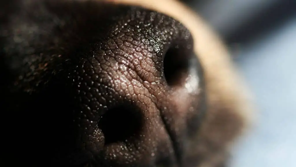What Keeps Your Dog's Nose Cool and Wet?