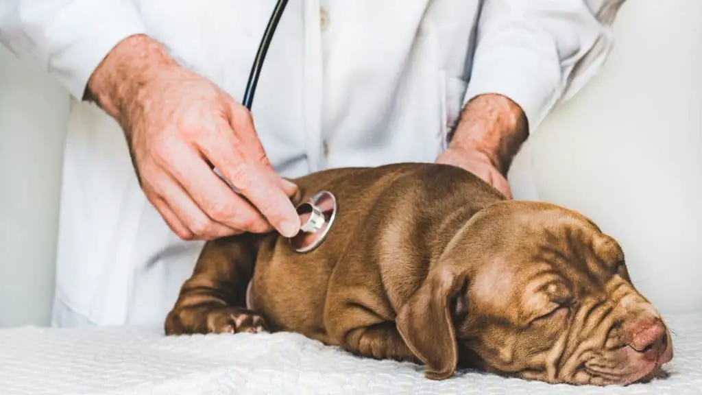 When To Worry About Your Puppy's Breathing