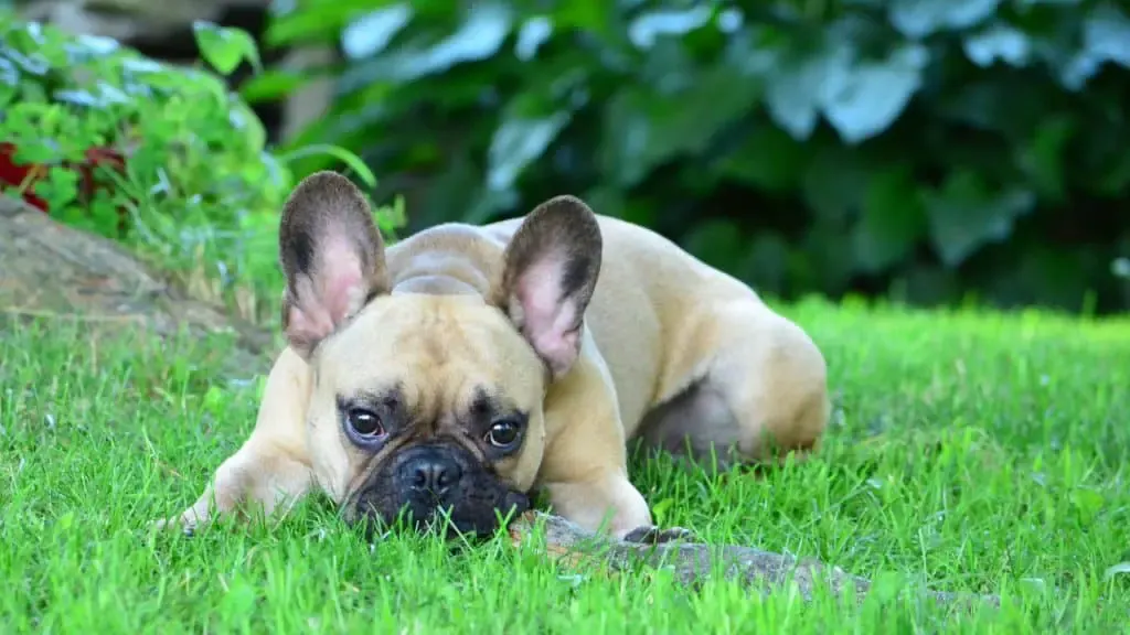 Why Do French Bulldogs Get Ear Infections?