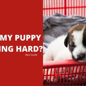 Why Is My Puppy Breathing Hard? Best Guide