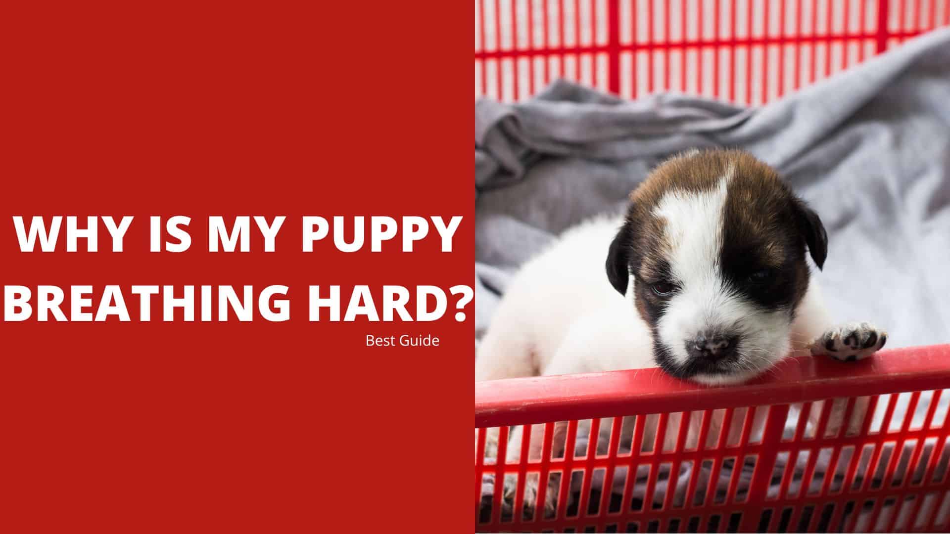 Why Is My Puppy Breathing Hard? Best Guide