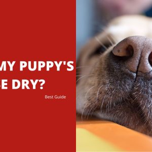Why Is My Puppy's Nose Dry? - Best Guide