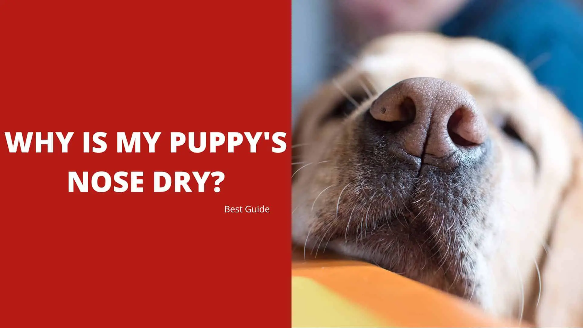Why Is My Puppy’s Nose Dry? Best Guide