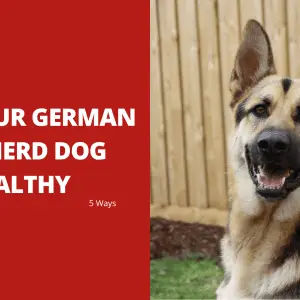 5 Ways to Keep Your German Shepherd Dog Healthy