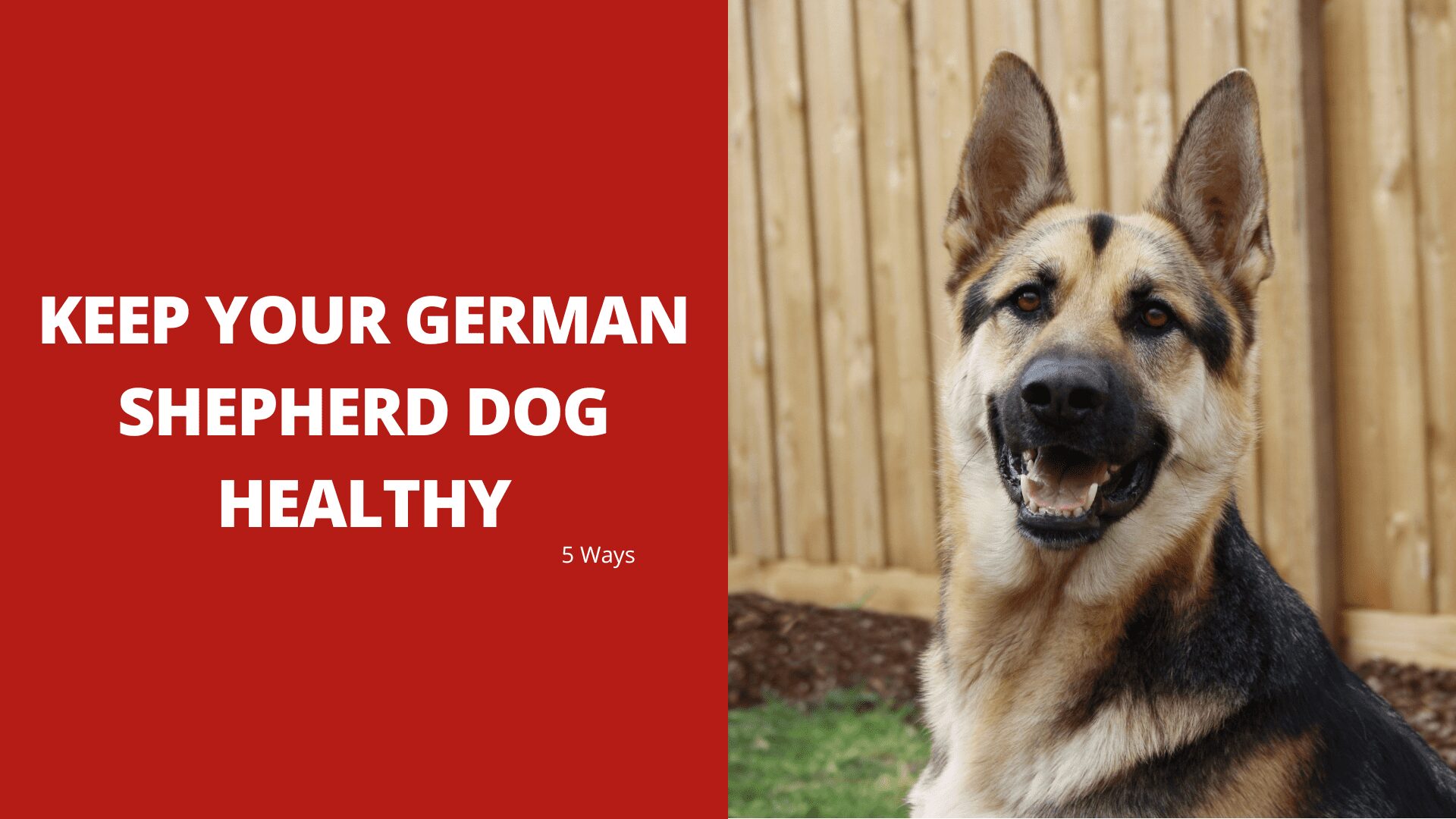 5 Ways to Keep Your German Shepherd Dog Healthy 9 5 Ways to Keep Your German Shepherd Dog Healthy