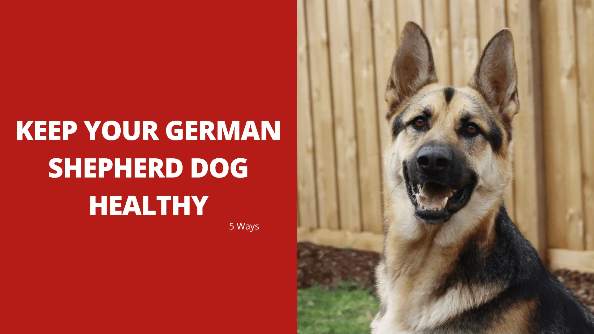 5 Ways to Keep Your German Shepherd Dog Healthy