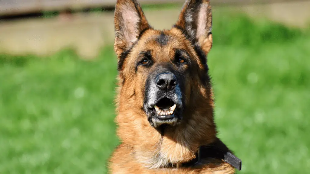 German Shepherd Care Guide: Some Easy Tips to Follow