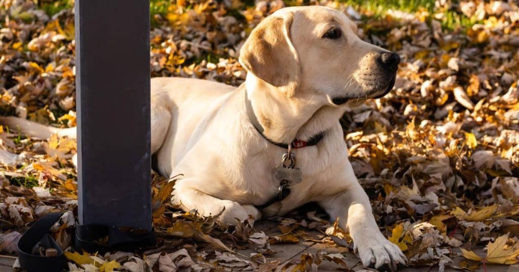 About The Breed - Labrador Retriever or (Lab)