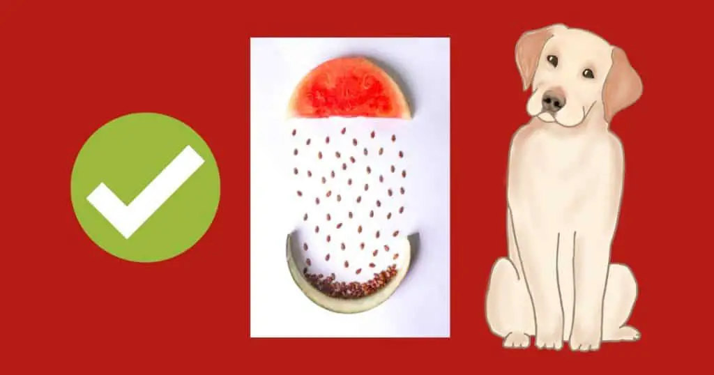 Can Labrador Eat Watermelon?
