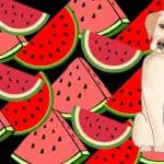 Can Labrador Eat Watermelon? Best 4 Tasty Recipes Your Lab Will Love