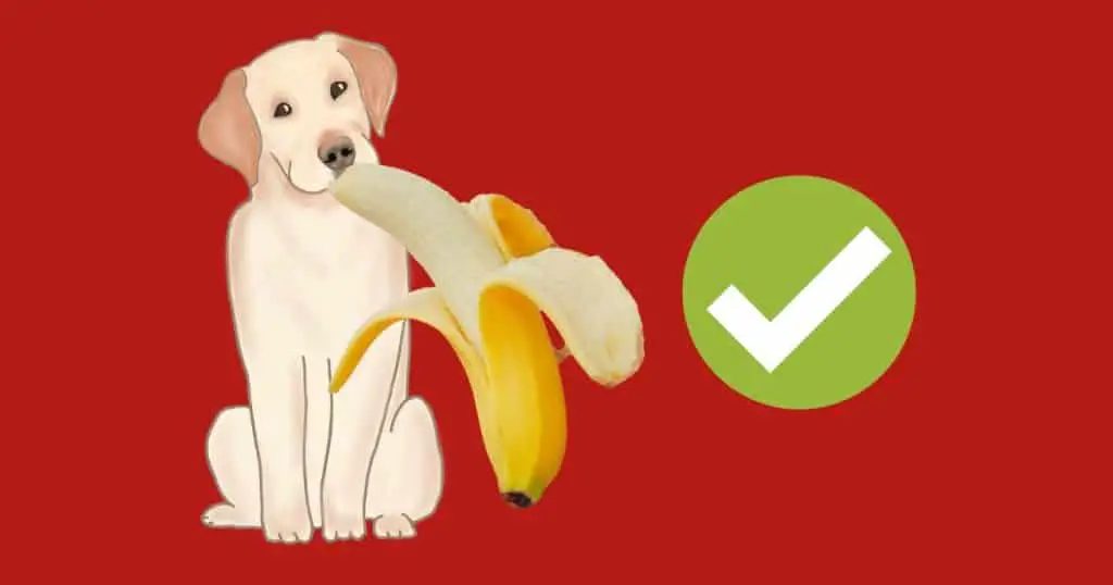 Can Labrador Retriever Eat Bananas?