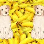 Can Labrador Retriever Eat Bananas? Best 5 DIY Recipes