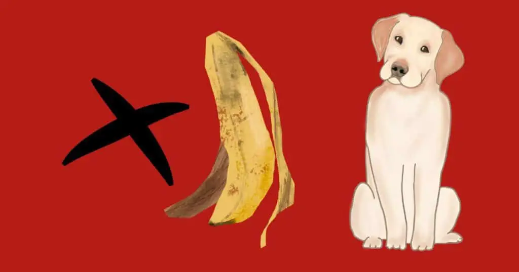 Can Labrador Retriever Eat Bananas Peel?