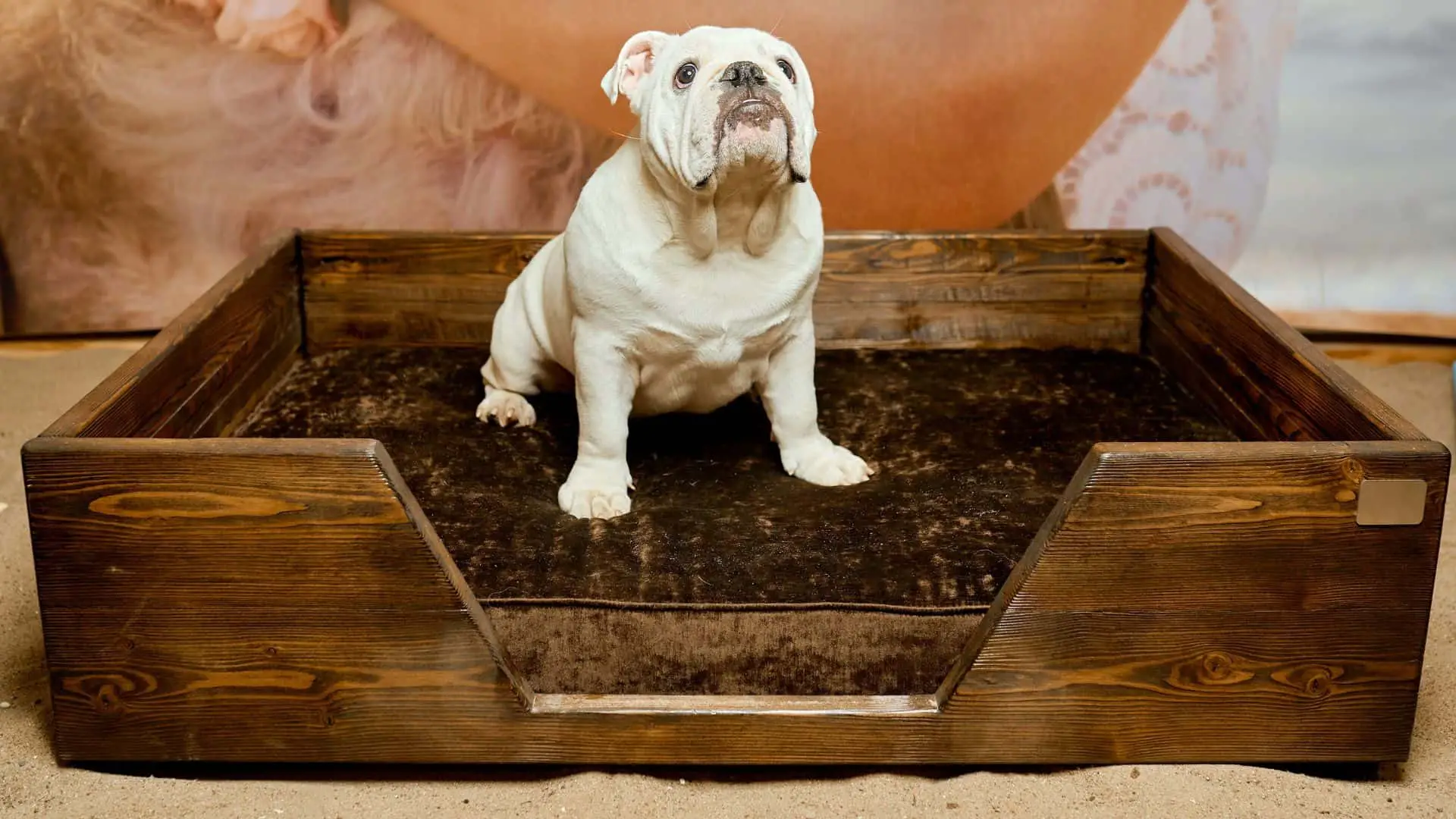English Bulldog Potty Training Regression: 6 Basic Causes