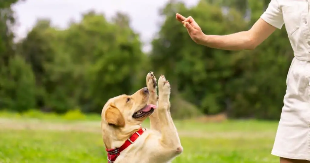 Final Thought - Labrador Retriever Dog Breed Information