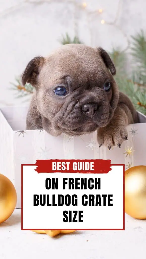 French Bulldog Crate Size - Best Guide With 5 Tips! 2023 - Dog Fluffy