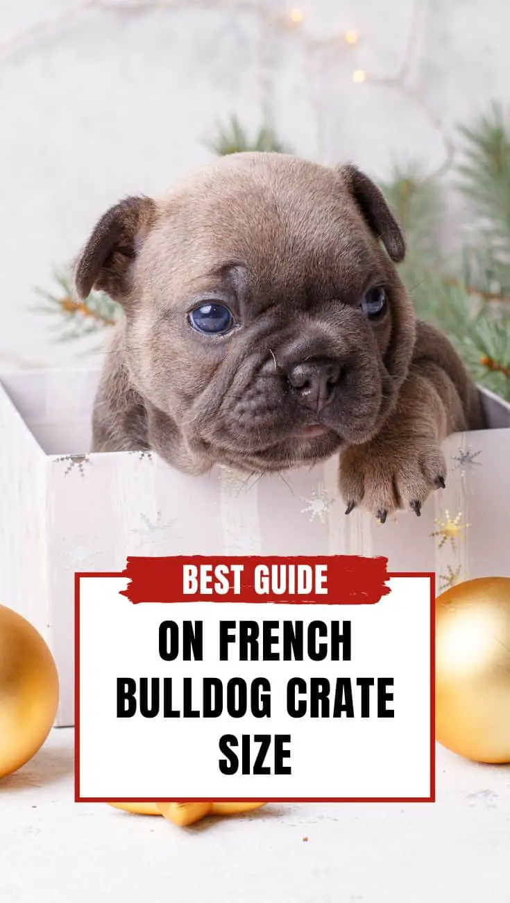 Final Thoughts on French Bulldog Crate Size - PIN ART
