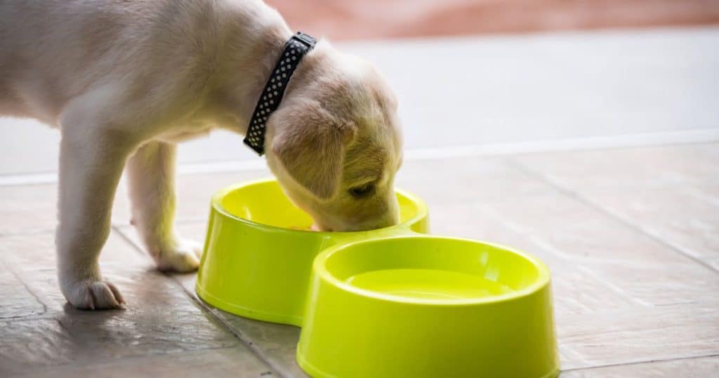 General Care For your Labrador Retriever - 1 Nutrition