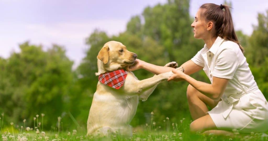 General Care For your Labrador Retriever