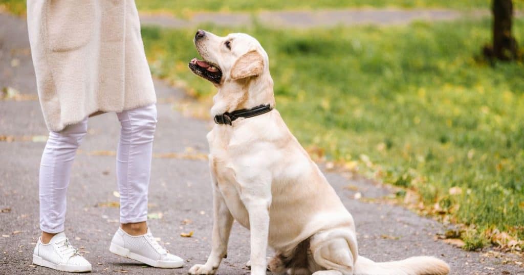 General Care For your Labrador Retriever - 2 Exercise