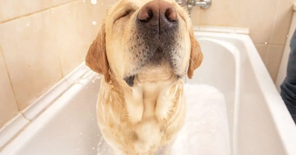 General Care For your Labrador Retriever - 3 Grooming