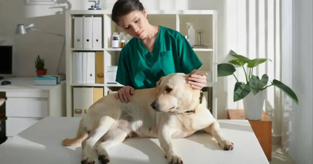 General Care For your Labrador Retriever - 4 Health