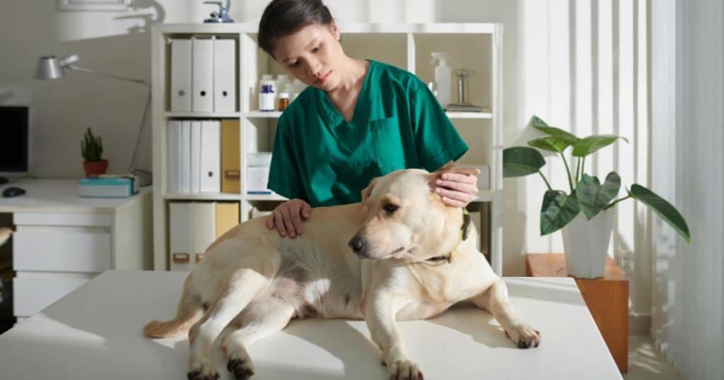 General Care For your Labrador Retriever - 4 Health