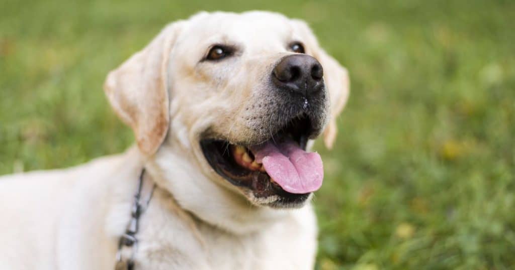 General Chart About Labrador Retrieve Dog Breed Information (Breed Standard)